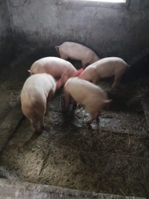 Porci soldani - imagine 5