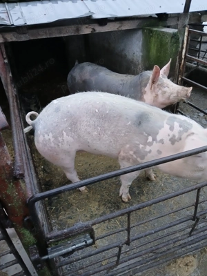 Porci de vânzare  - imagine 4