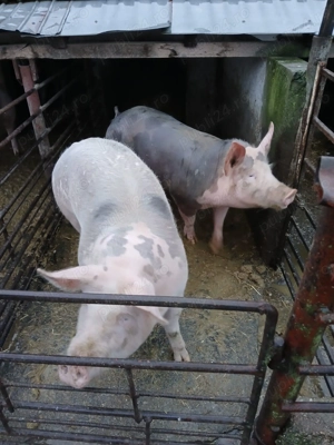Porci de vânzare  - imagine 5