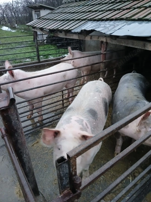 Porci de vânzare  - imagine 2