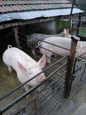 Porci de vânzare  - imagine 3