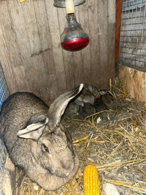 femelă uriaș german cu 6 puii