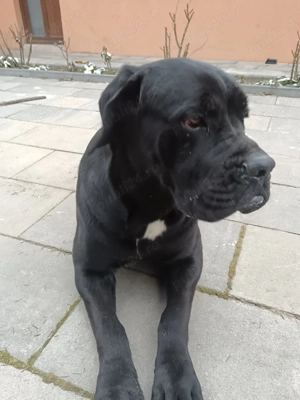 Caini rasa cane corso - imagine 3