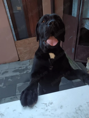 Caini rasa cane corso - imagine 2