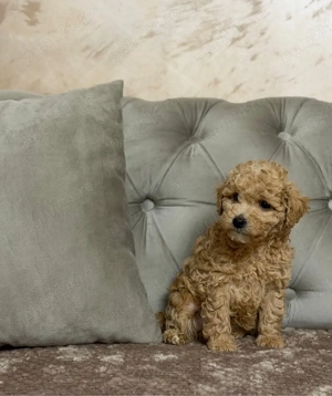 Poodle GOLD - disponibil!  - imagine 2
