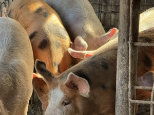 Vând 6 soldani, în Blaj - imagine 2