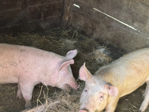 Vând 6 soldani în Blaj, Alba - imagine 4