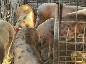 Vând 6 soldani, în Blaj