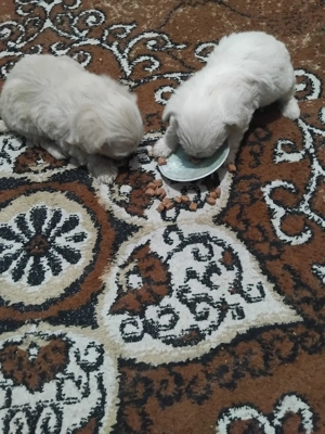 cautam alta casuta Bison maltez varsta 5 saptamani