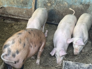 Vând 6 soldani în Blaj, Alba