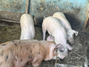 Vând 6 soldani în Blaj, Alba - imagine 5