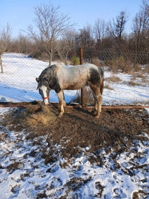 Manz pinto pt echitatie - imagine 2