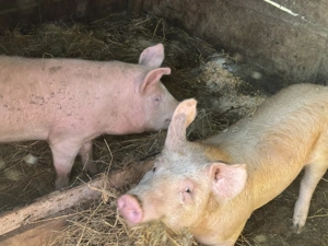 Vând 6 soldani, în Blaj - imagine 5