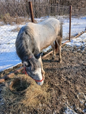 Manz pinto pt echitatie - imagine 5