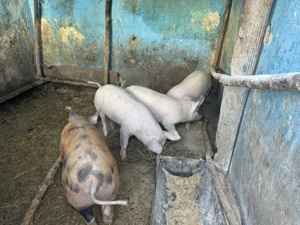 Vând 6 soldani, în Blaj - imagine 4