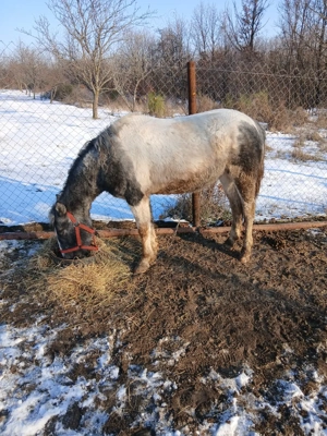 Manz pinto pt echitatie - imagine 3