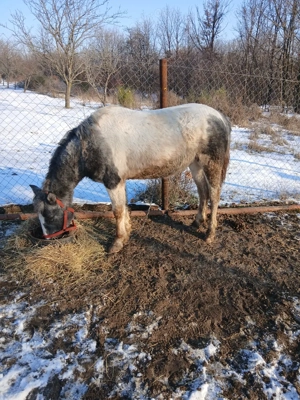 Manz pinto pt echitatie - imagine 4