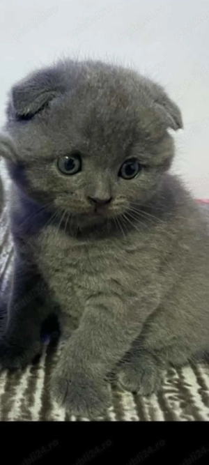 Scottish fold mascul