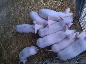 De vinzare purcei landrace. - imagine 3