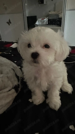 Pui de bichon maltez varsta 3 luni - imagine 2