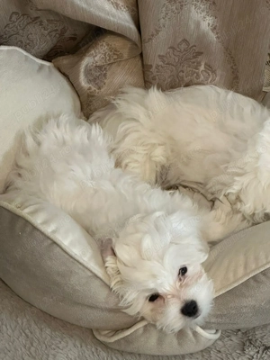 Pui de bichon maltez varsta 3 luni - imagine 4
