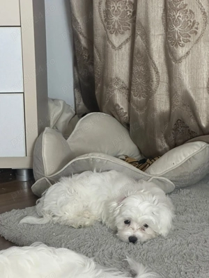 Pui de bichon maltez varsta 3 luni