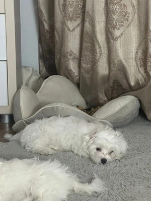 Pui de bichon maltez varsta 3 luni - imagine 3