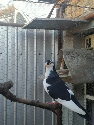 Vând porumbei  - imagine 2