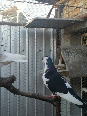 Vând porumbei  - imagine 3