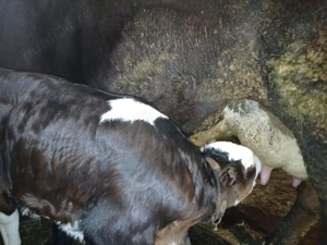 Vand 2 de vacii si cu vitei - imagine 5