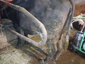 Vand 2 de vacii si cu vitei - imagine 4