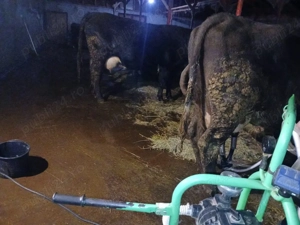 Vand 2 de vacii si cu vitei - imagine 3