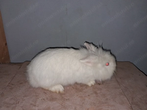 Cap de leu pitic femela gestanta  - imagine 4