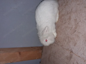 Cap de leu pitic femela gestanta 