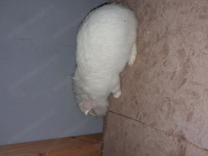 Cap de leu pitic femela gestanta  - imagine 3