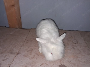 Cap de leu pitic femela gestanta  - imagine 2