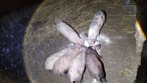 Purcei 10 săptămâni 