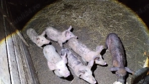 Purcei 10 săptămâni  - imagine 2