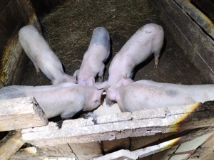 Porci 3 luni jumate  - imagine 2