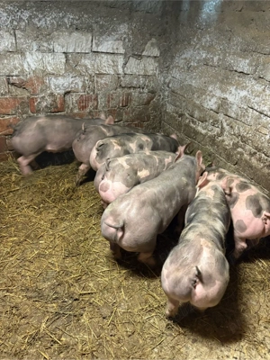 pietrain Belgian  - imagine 2