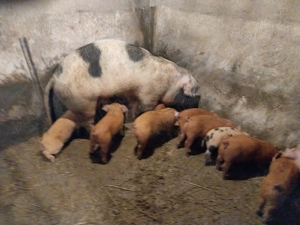 De vanzare purcei duroc cu pietran - imagine 3