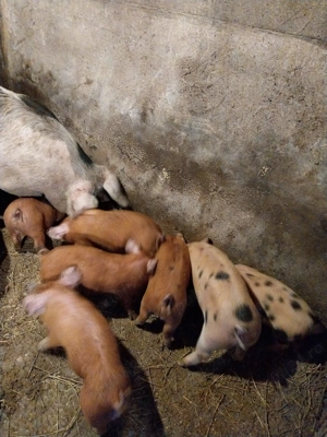 De vanzare purcei duroc cu pietran - imagine 4