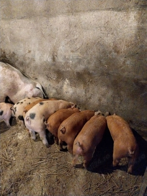 De vanzare purcei duroc cu pietran - imagine 2