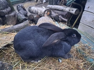 schimb mascul de 5 luni metis între berbec german și fluture german  - imagine 2