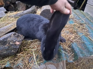 schimb mascul de 5 luni metis între berbec german și fluture german  - imagine 3