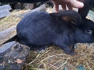 schimb mascul de 5 luni metis între berbec german și fluture german 