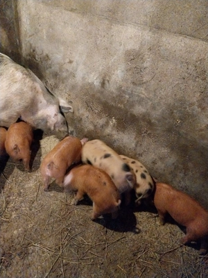 De vanzare purcei duroc cu pietran - imagine 5