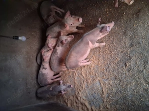 Vând purcei de 3 luni - imagine 2