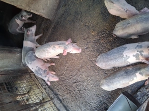 Vând purcei de 3 luni - imagine 4