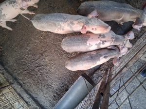 Vând purcei de 3 luni - imagine 3